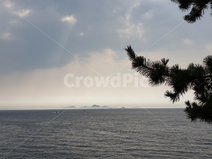 plant,식물,tree,나무,바다