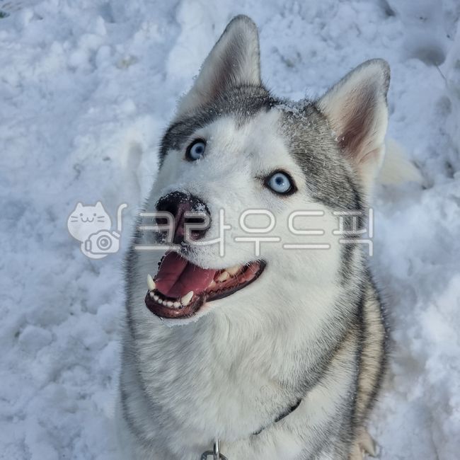 시베리안허스키,대형견,강아지,눈,dog,애완동물,husky