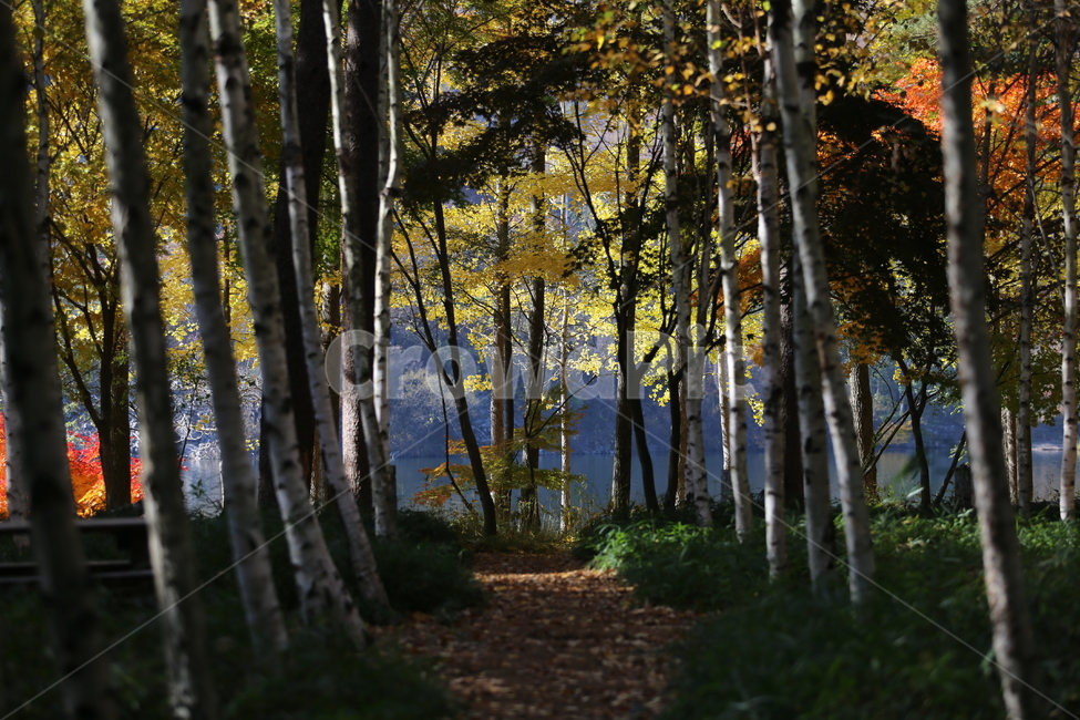 plant,식물,tree,나무,자작나무,식물,자연,plants,nature,나무,trees,wood