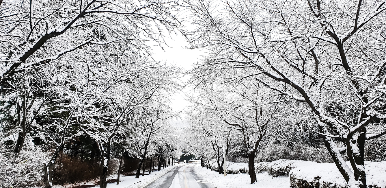 눈,눈길,나무,얼음,겨울,겨울,계절,winter,season,자연,풍경,nature,landscape,outdoors,옥외