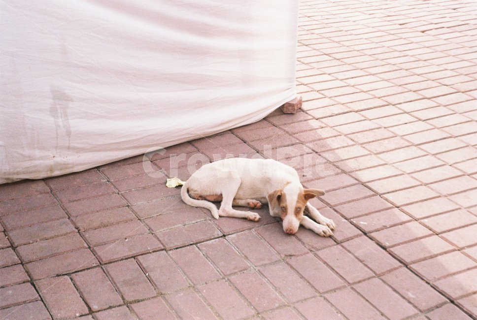 개,dog,강아지,puppy,엎드린개,앉아있는개