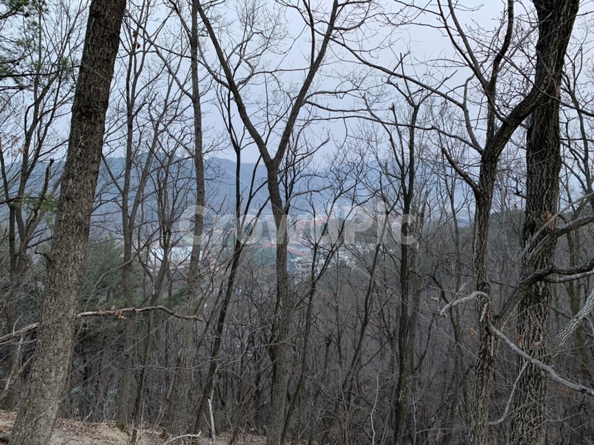 학교뒷산,뒷산,학교,가을산,나무,자연,풍경,nature,landscape,tree,plant,식물,tree trunk,나무 줄기