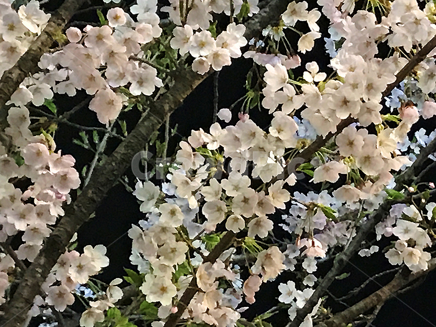 봄,벚꽃,밤,밤벚꽃,벚꽃축제,나들이,꽃놀이,꽃,봄,계절,spring,season,식물,자연,plants,nature,꽃,flower,plant,blossom