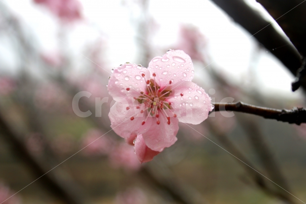 벚꽃,빗방울,감성,봄,봄비,핑크,물방울,꽃,flower,rain,봄,계절,spring,season,비,비오는날,rain,rainy,식물,자연,plants,nature,꽃,flower,감성,sensible,feeling,plant,blossom