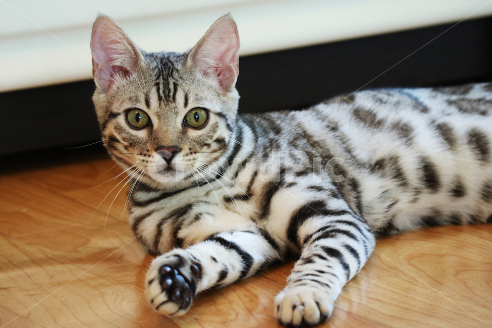 고양이,뱅갈고양이,애완동물,반려동물,동물,반려묘,동물,animal,포유류,mammal,고양이,cat,kitten,kitty