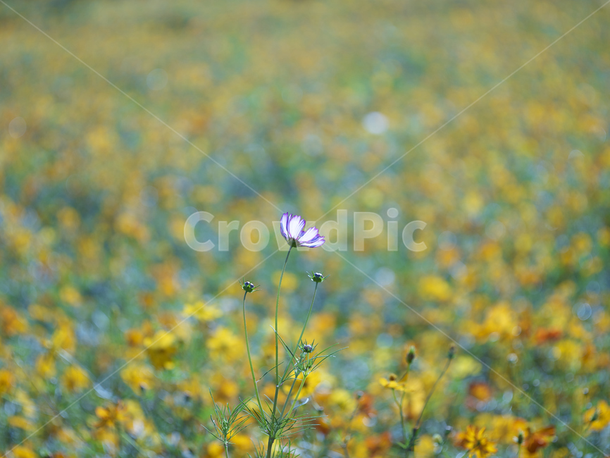 field,코스모스,꽃,꽃밭,nature,grassland,outdoors,countryside