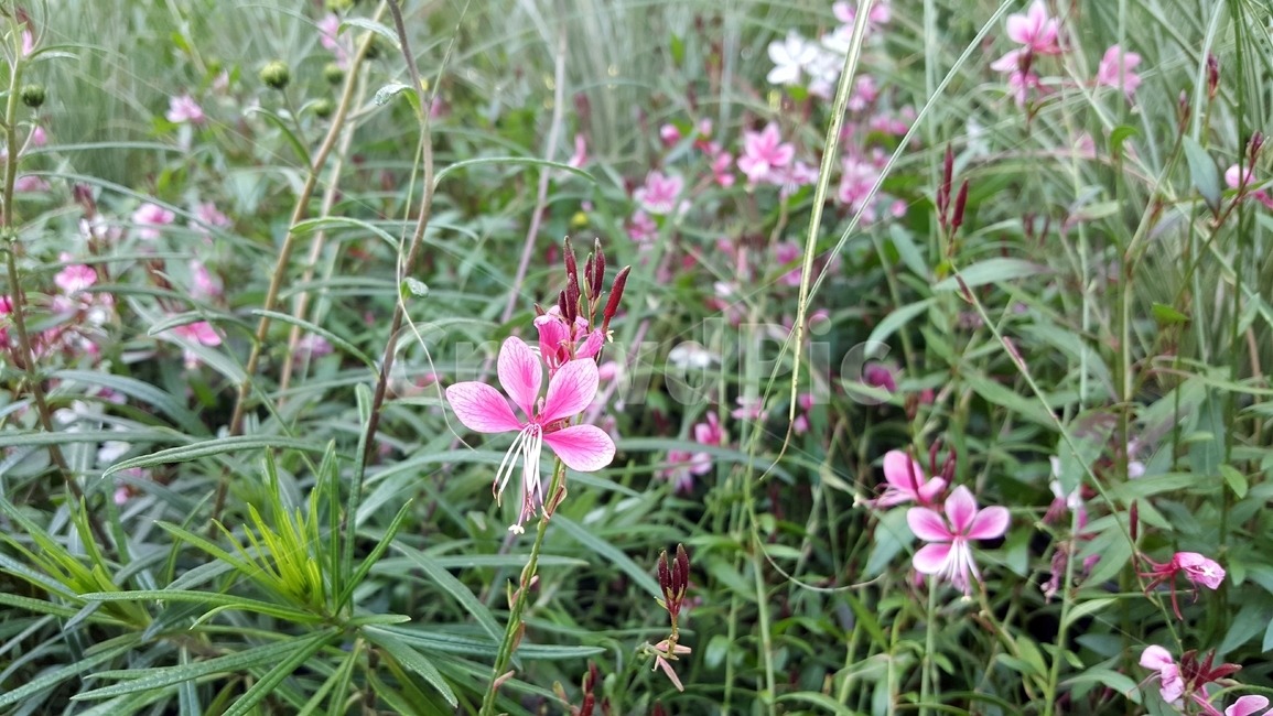 홍접초,가우라,나비바늘꽃,식물,꽃,분홍색,암술,수술,꽃잎,식물,자연,plants,nature,꽃,flower