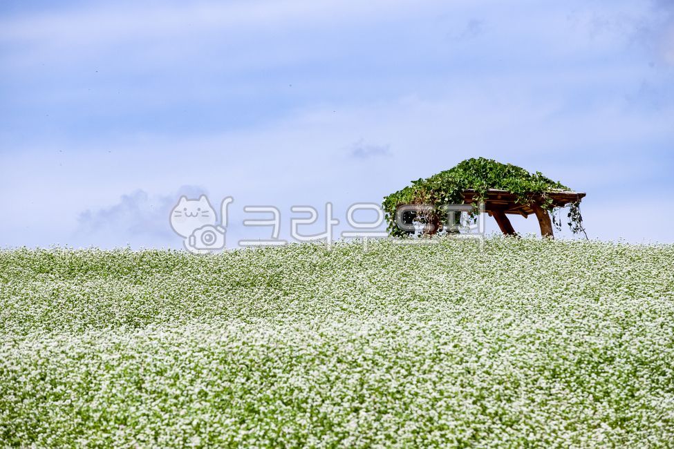 buckwheat flower,sky,blue sky,shelter,Gangwondo buckwheat field,hut,white clouds,flower,Gangwondo,outdoors,field,sight,season,Korean natural scenery,buckwheat field