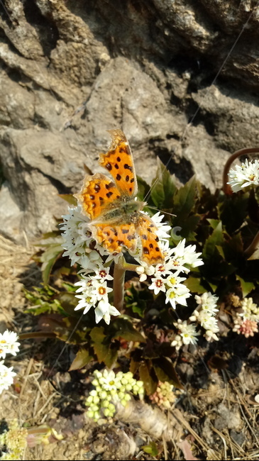 식물,나무,꽃,plant,blossom,flower,장장포,부처손,돌단풍,돌나리,추엽초,노호장,나비
