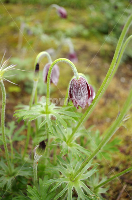 할미꽃,꽃,flower,계절,봄,spring,식물,자연,plants,nature,꽃,flower