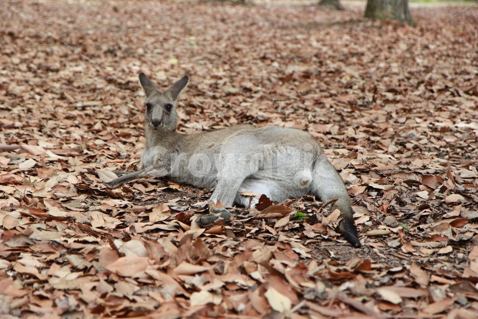 캥거루,kangaroo,모리셋,귀여운,moriset,동물,animal,포유류,mammal