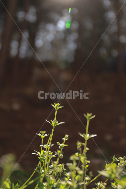 잔디,식물,역광,햇살,grass,plant,sunlight,식물,자연,plants,nature