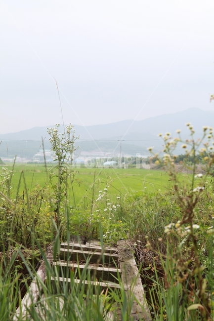 여름의기억,동네풍경,여름,다리,시골풍경,자연,풍경,nature,landscape,식물,plants,꽃,flower,outdoors,옥외,grassland,목초지,field,들,land,땅