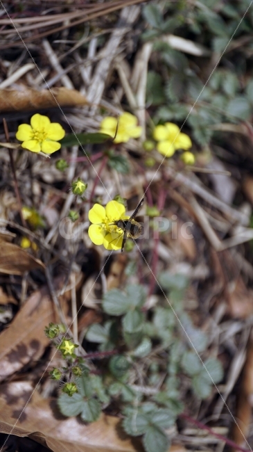 봄,꽃,플라워,spring,flower,봄꽃,식물,자연,이파리,풀,산,산속,산길,산책,산보,4월,화단,꽃밭,nature,april,환경,꽃잎,노란꽃,노랑꽃,애기똥풀,벌,꿀벌,일벌,말벌,곤충,bee,insect,벌레,동물,animal,식물,자연,plants,nature,동물,animal,곤충,벌레,insect,bug,꽃,flower