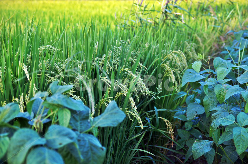 벼,논,식량,쌀,곡식,초록,계절,수확,농업,농사,agriculture,farming,farming industry