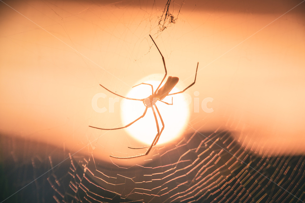 거미,곤충,spider,거미줄,생물,곤충,벌레,insect,bug