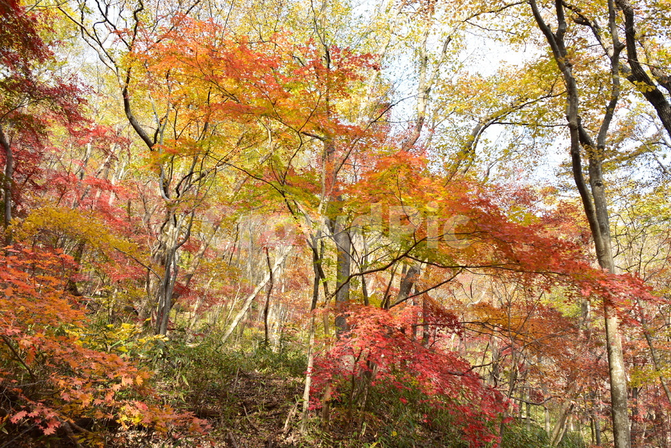 자연,풍경,단풍,계절,가을,잎,단풍잎,붉은,노란,낙엽,나무,애기단풍,백암산,fall,autumn,season,nature,landscape,한국자연풍경,한국자연경관,korea,tree,maple,leaf,가을,계절,fall,autumn,season,자연,풍경,nature,landscape,plant,식물