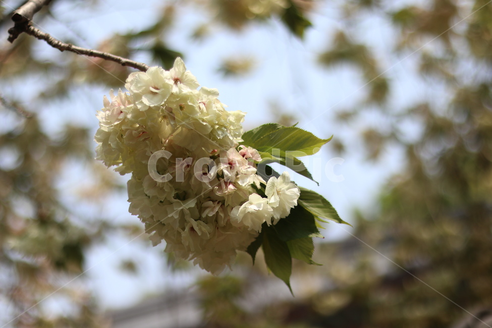 청벚꽃,꽃,봄,맑음,풍경,봄,계절,spring,season,식물,자연,plants,nature,꽃,flower,plant,blossom