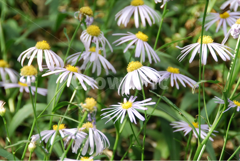 가을,숲속,자연,꽃,식물,식물,자연,plants,nature,꽃,flower
