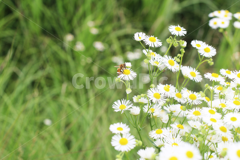 데이지,꽃,식물,벌,bee,daisy,flowers,plants,식물,자연,plants,nature,꽃,flower
