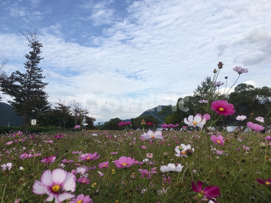 flower,plant,꽃,식물,자연