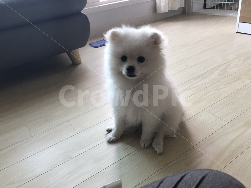 강아지,심쿵,심장어택,동물,귀여운,동물,animal,포유류,mammal,개,강아지,dog,doggy