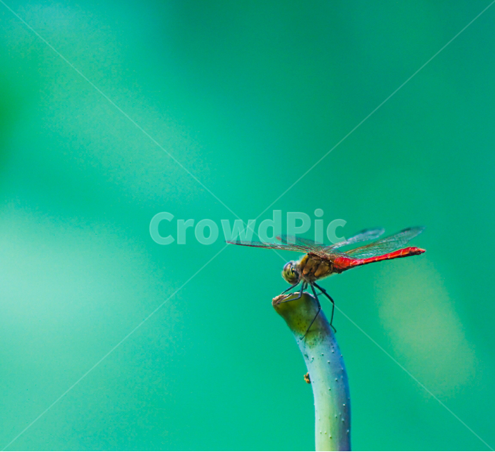 감성,잠자리,고추잠자리,가을,곤충,겹눈,날개,동물,animal,곤충,벌레,insect,bug