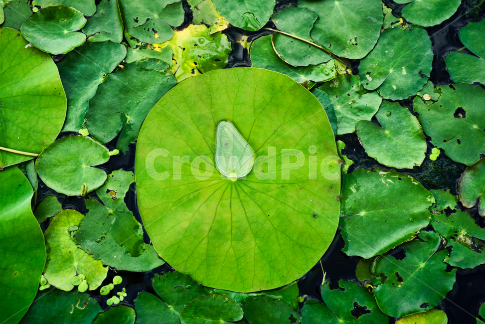 연잎,물방울,물,잎,식물,연두색,이파리,lightgreen,leaf,waterdrop,plant,water,environment,식물,자연,plants,nature