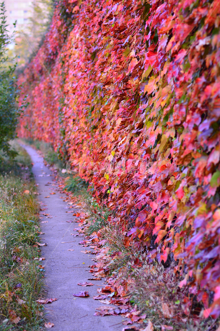 가을,담쟁이덩굴,덩굴식물,가을배경,가을서정,가을감성,가을분위기,autumn,fall,background,plant,leaf,식물,단풍,물들다,계절,시즌,season,잎,잎새,잎사귀,이파리,colorful,칼라풀,자연,배경,바탕,백그라운드,알록달록,담장,울타리,벽,산책로,호젓한,한적한,길,가을길,담장길,가을,계절,fall,autumn,season