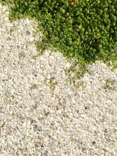 조개밭,풀밭,조개껍데기,침식,덩쿨,넝쿨,식물,자연,plants,nature