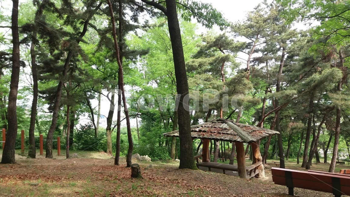 공원,원두막,소나무,숲,고요,안정