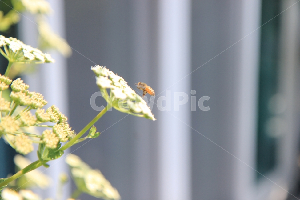 벌,봄,꽃,꿀벌,자연,식물,정원,휴식,힐링,식물,자연,plants,nature,꽃,flower,동물,animal,곤충,벌레,insect,bug