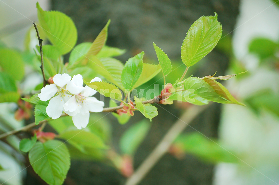 벚꽃,꽃,나뭇잎,잎,봄,초록,plant,식물,spring,flower,식물,자연,plants,nature,꽃,flower