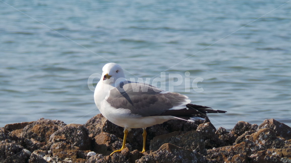 갈매기,새,조류,동물,bird,동물,animal,조류,새,birds