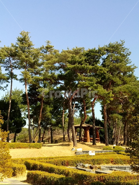 나무,식물,나무가지,tree,treetrunk
