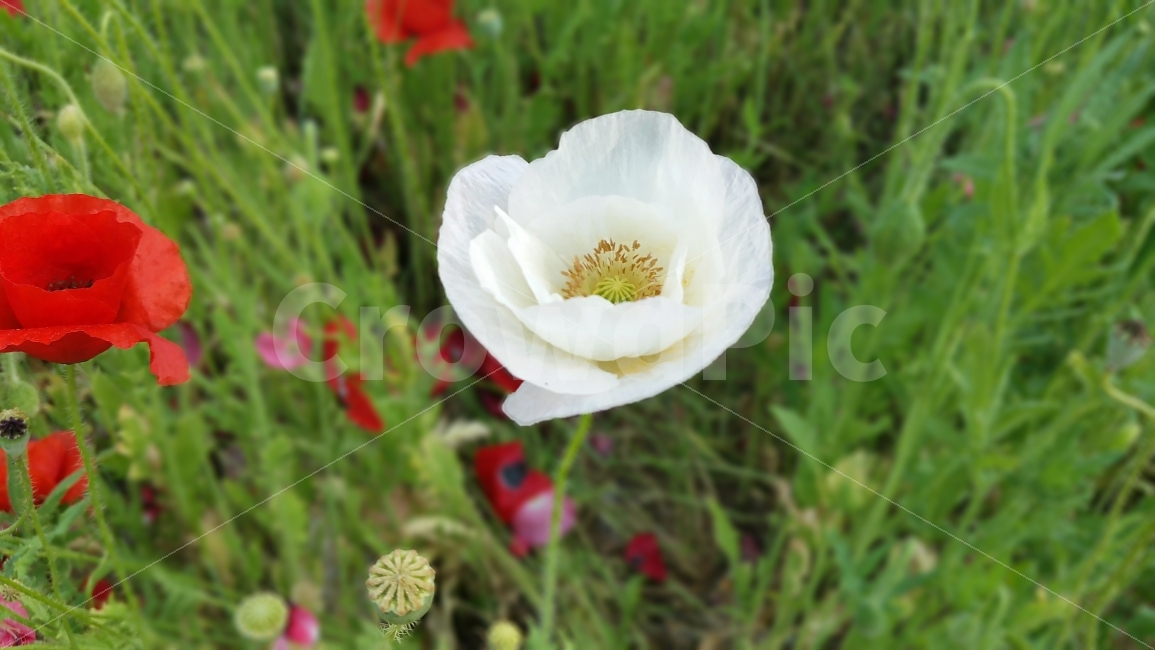 양귀비,양귀비꽃,공원,상동호수공원,호수공원,식물,자연,plants,nature,꽃,flower