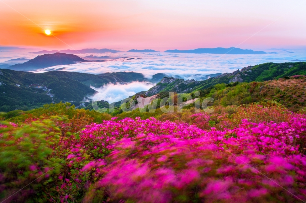 운해,봄,철쭉,황매산,합천,봄,계절,spring,season,자연,풍경,nature,landscape,한국자연풍경,한국자연경관,korea nature landscape,식물,plants,꽃,flower,outdoors,옥외,scenery