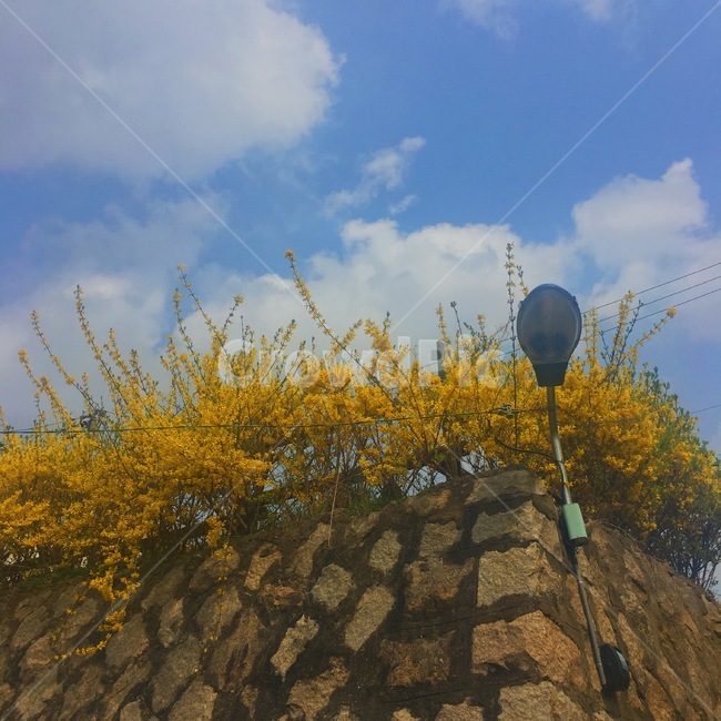 봄,꽃,개나리,하늘,구름,자연,봄,계절,spring,season