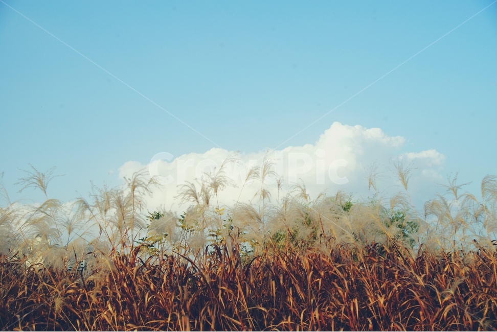 풍경,갈대,갈대밭,하늘,구름,landscape,sky,cloud,reed,field,자연,풍경,nature,landscape,감성,sensible,feeling,grass,잔디,plant,식물,lawn