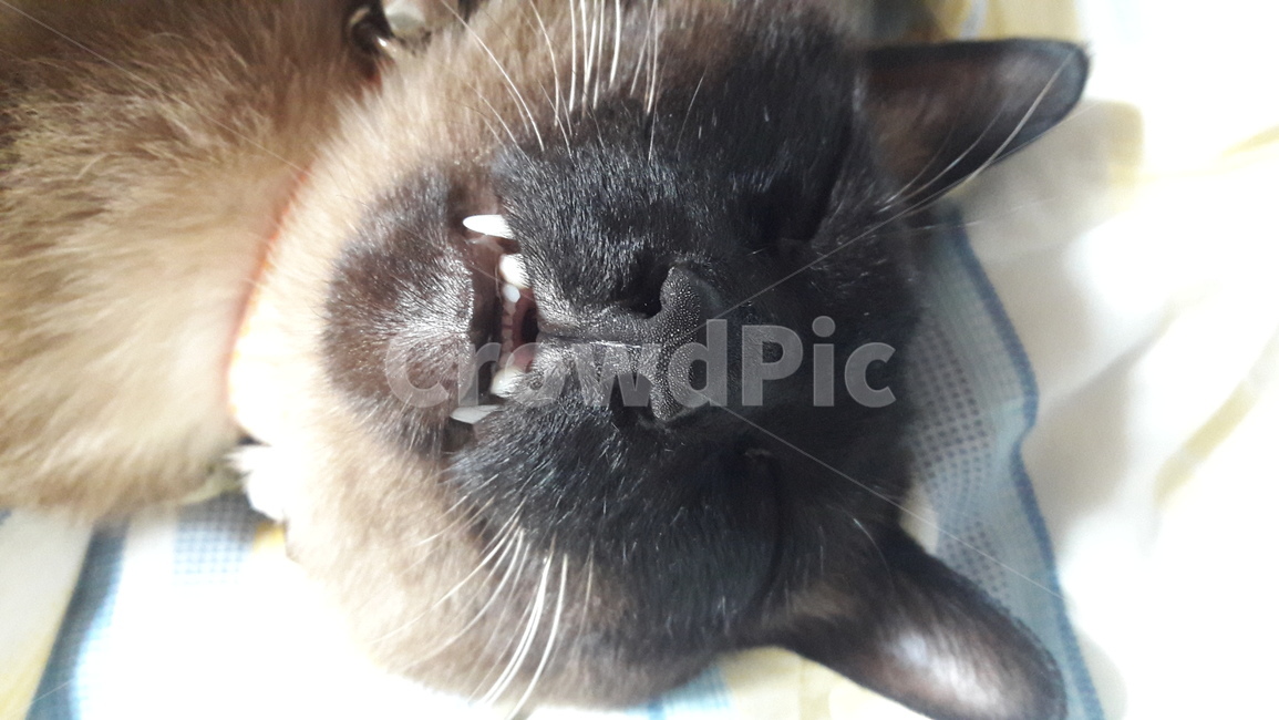고양이,샴,샴고양이,cat,개냥이,반려묘,반려동물,동물,animal,동물,animal,포유류,mammal,고양이,cat,kitten,kitty