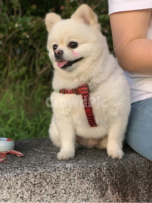 강아지,개,반려견,dog,포메라니안,곰돌이컷,볼터치,흰색털,흰털,흰털강아지,화이트포메라니안,화이트,목줄,개,강아지,dog,doggy