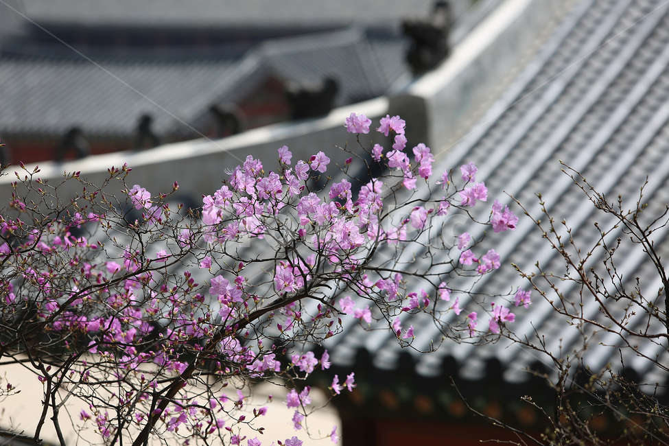 궁,봄,palace,spring,flower,꽃,창경궁,봄,계절,spring,season,한국전통,한국문화,korean traditional,korean culture,식물,자연,plants,nature,꽃,flower,건축물,건물외관,exterior,building,structure,architecture,construction,plant