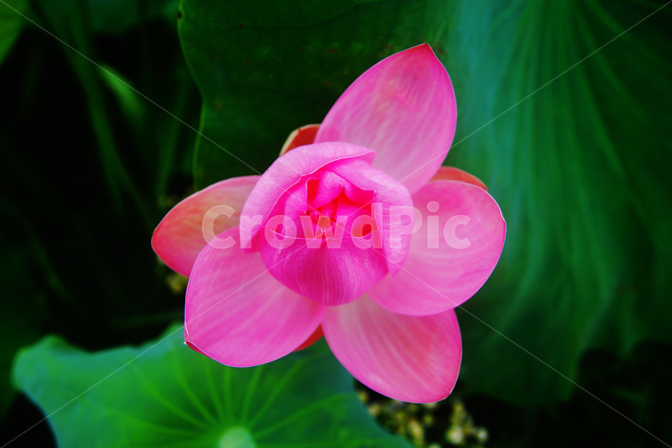 꽃,여름,연꽃,연잎,봉우리,푸른,나뭇잎,식물,자연,plants,nature,꽃,flower