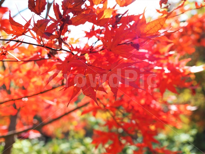가을,단풍,단풍놀이,단풍나무,풍경,가을,계절,fall,autumn,season,식물,자연,plants,nature,leaf,잎,plant,tree,나무,maple