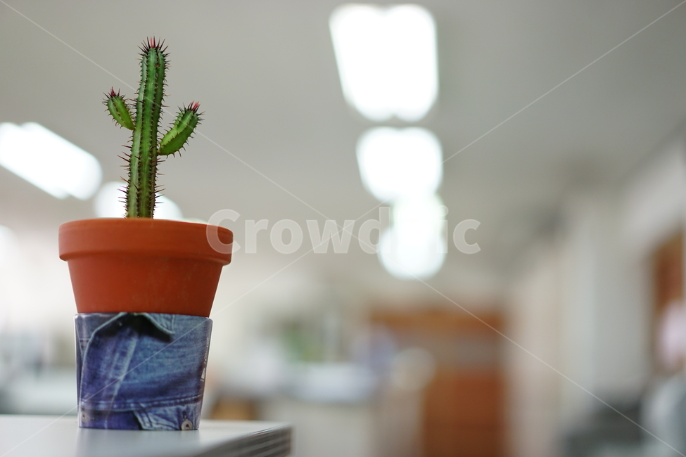 선인장,화분,화초,취미,식물,생명,가시,식물,자연,plants,nature,실내용화초,화분,화초,house plant