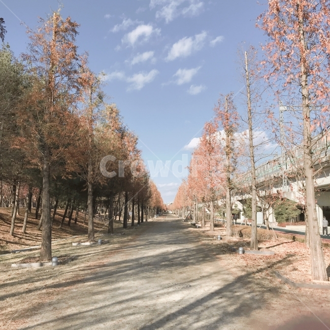 나무,가로수길,산책,길,가을,겨울,하늘,색감,구름,그림자,가을,계절,fall,autumn,season,자연,풍경,nature,landscape,식물,plants,나무,trees,wood,tree,plant