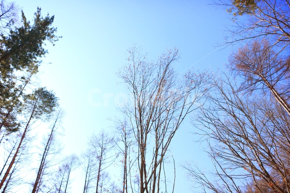 나무,하늘,숲,구름,자연,맑음,바람,풍경,파란하늘,파랑,초록,산,휴식,힐링,tree,sky,forest,fresh,refresh,cool,clouds,sunnyday,nature,blue,green,배경,산책,식물,정원,숲길,산책로,자연풍경,공원,녹색,피톤치드,뭉게구름,산림욕,자연,풍경,nature,landscape,plant,vegetation,초목,outdoors,옥외,land,땅,woodland,삼림지