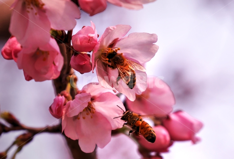 봄,봄꽃,벗꽃,행사,살구꽃,plant,식물,flower,꽃,blossom,bee