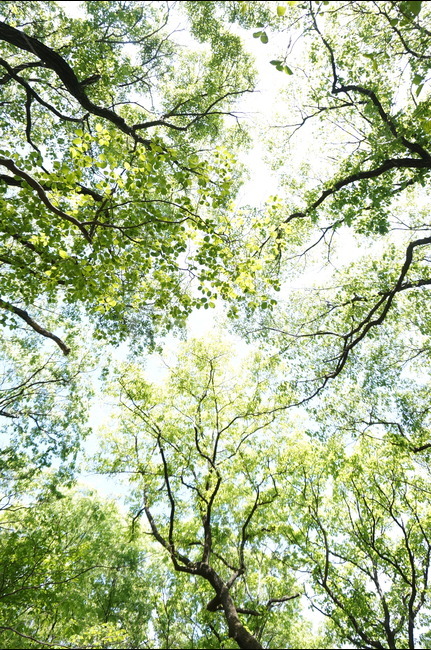 봄,상림공원,나무,초록,하늘,시원시원,상쾌,산책,자연,풍경,nature,landscape,식물,plants,나무,trees,wood,휴식,힐링,rest,relaxation,healing,tree,plant,vegetation,초목,tree trunk,나무 줄기,outdoors,옥외,forest,숲,woodland,삼림지,land,땅