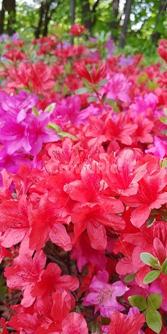 철쭉,봄,철쭉축제,공원,4월